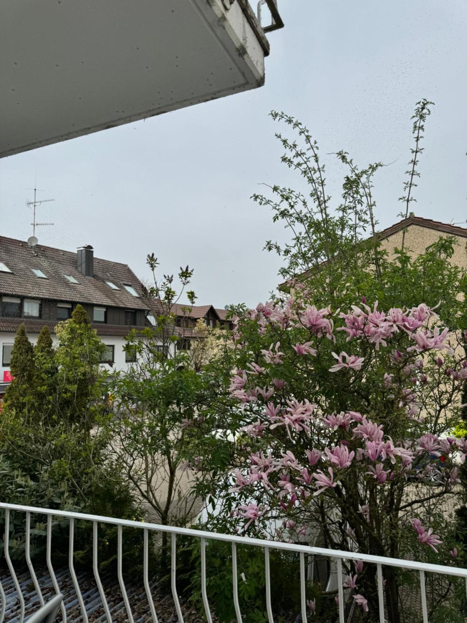 רייכנאו See-Hotel Seeschau - Direkt Am Bodenseeufer מראה חיצוני תמונה